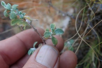 Helichrysum lepidissimum, photographed by Jimmy Whatmore