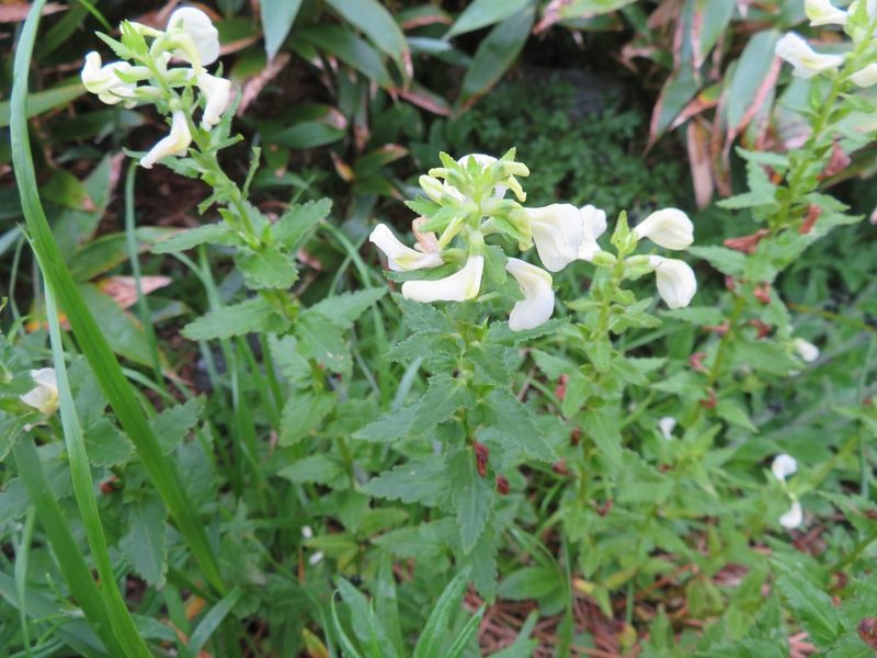 Pedicularis yezoensis, photographed by Marco Mussita