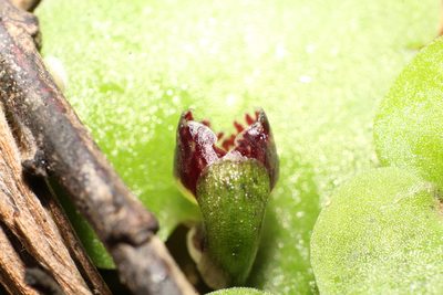 Corybas despectans, photographed by Em Lamond