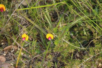 Isotropis cuneifolia, photographed by Em Lamond