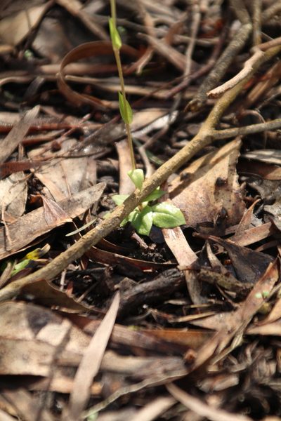 Pterostylis actites, photographed by Em Lamond