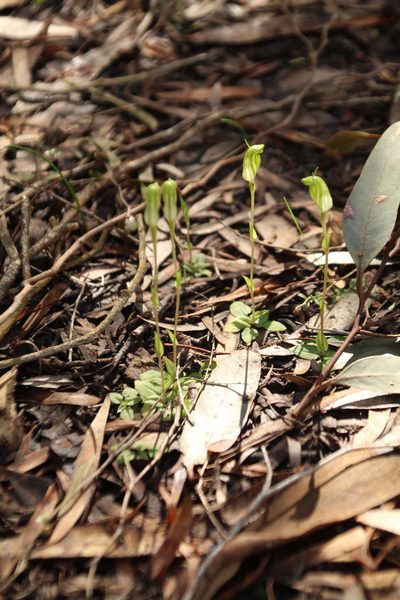Pterostylis actites, photographed by Em Lamond