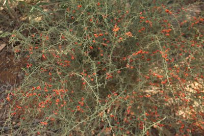 Daviesia incrassata, photographed by Em Lamond
