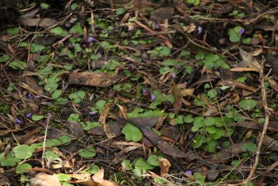 Corybas recurvus, photographed by Em Lamond