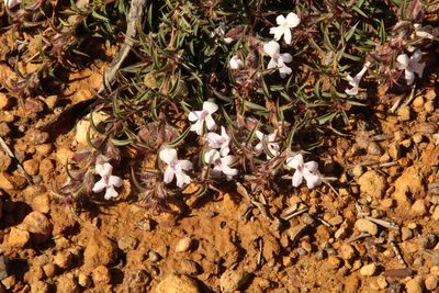 Hemiandra pungens, photographed by Em Lamond
