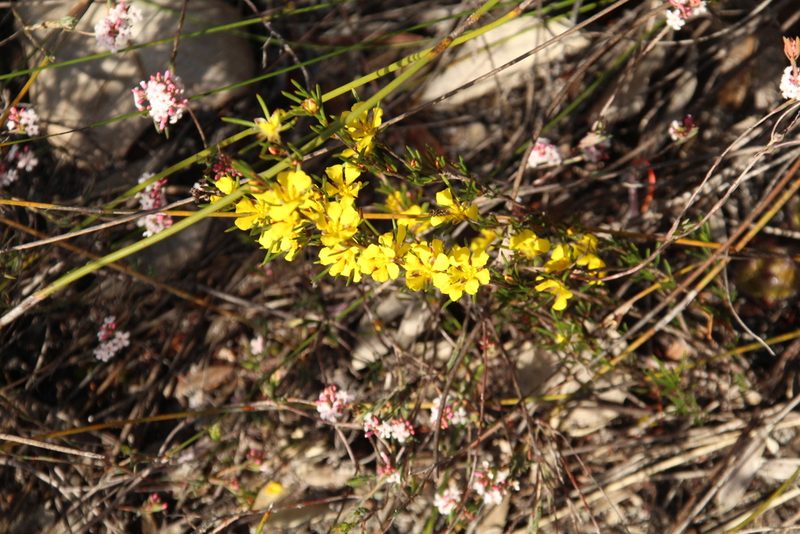 Hibbertia pulchra, photographed by Em Lamond