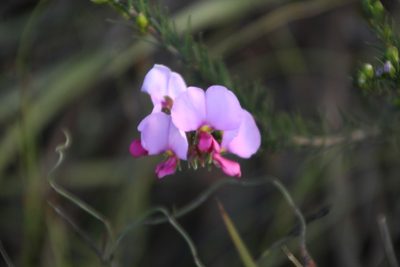 Gompholobium scabrum, photographed by Em Lamond