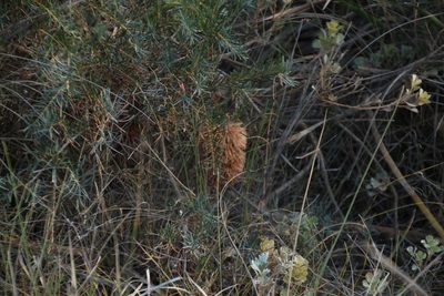 Banksia nutans, photographed by Em Lamond