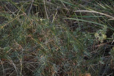 Banksia nutans, photographed by Em Lamond