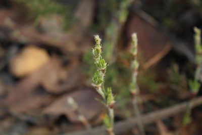 Desmocladus fasciculatus, photographed by Em Lamond