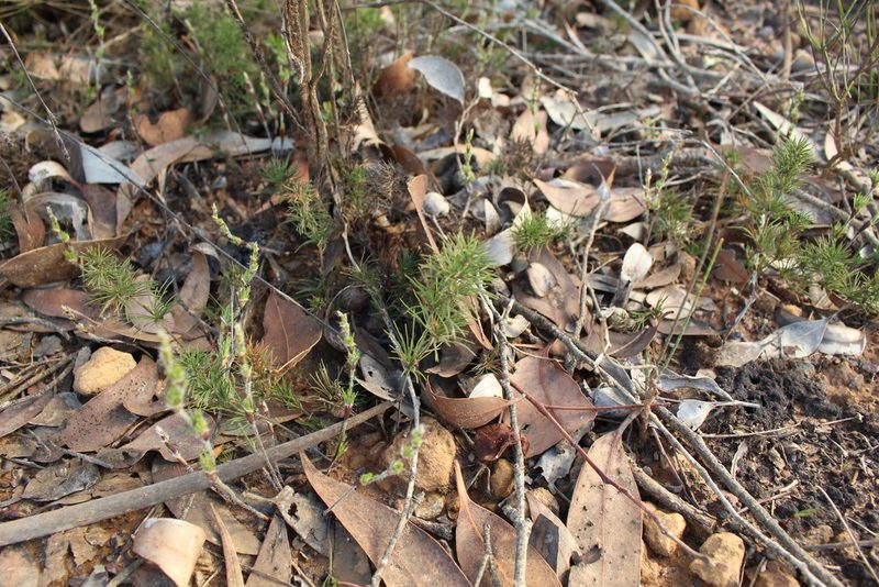 Desmocladus fasciculatus, photographed by Em Lamond