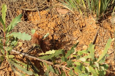 Banksia quercifolia, photographed by Em Lamond