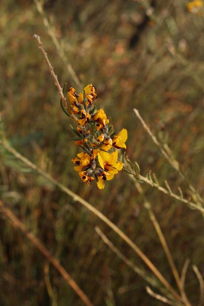 Aotus intermedia, photographed by Em Lamond