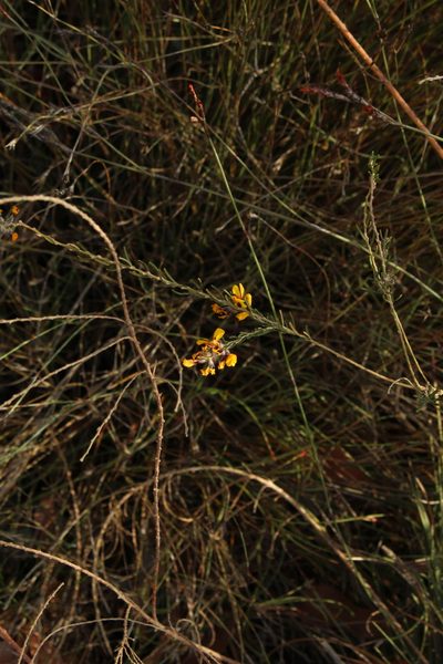 Aotus intermedia, photographed by Em Lamond