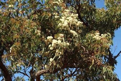 Eucalyptus marginata, photographed by Em Lamond