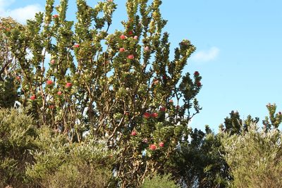 Banksia coccinea, photographed by Em Lamond