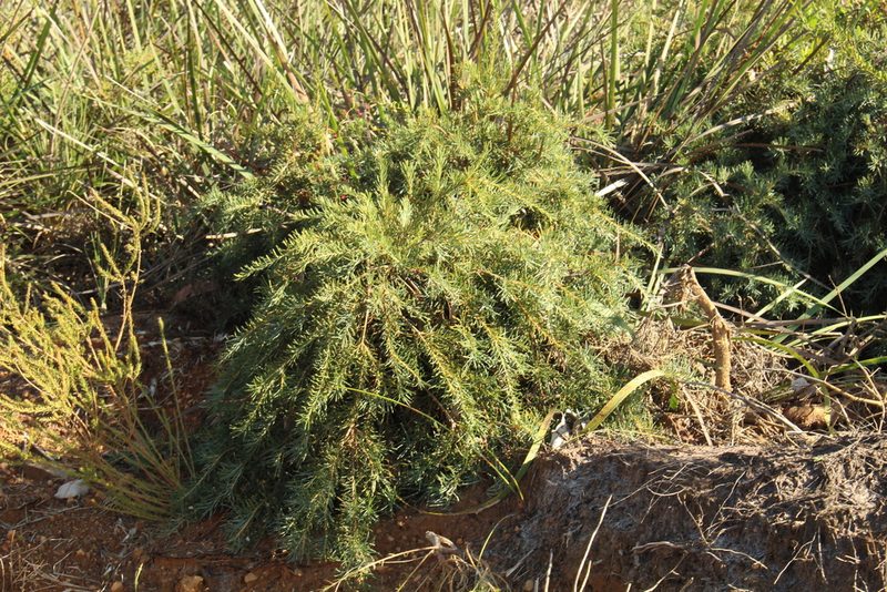 Banksia nutans, photographed by Em Lamond