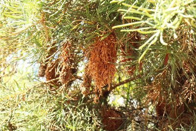 Banksia nutans, photographed by Em Lamond