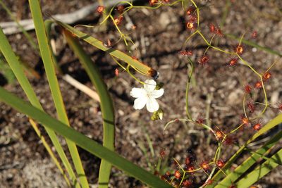 Drosera pallida, photographed by Em Lamond