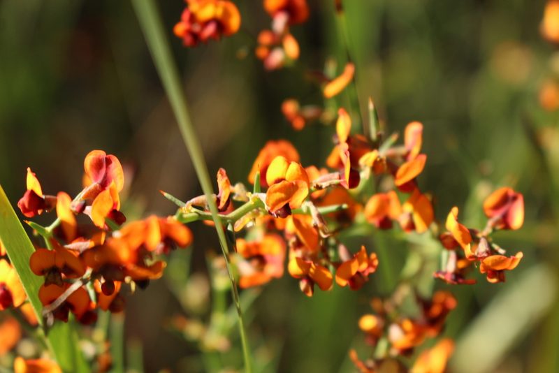 Daviesia flexuosa, photographed by Em Lamond