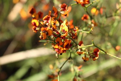 Daviesia flexuosa, photographed by Em Lamond