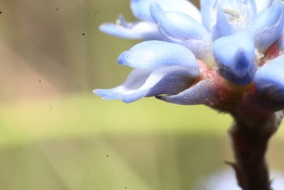 Conospermum caeruleum, photographed by Em Lamond