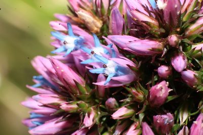 Andersonia caerulea, photographed by Em Lamond