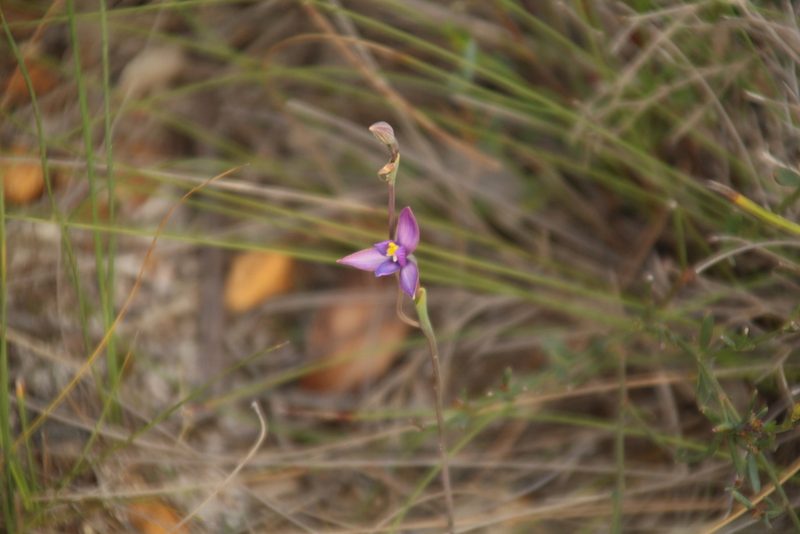 Thelymitra uliginosa, photographed by Em Lamond