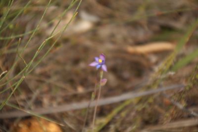 Thelymitra uliginosa, photographed by Em Lamond