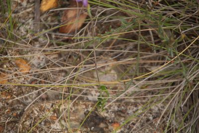 Thelymitra uliginosa, photographed by Em Lamond