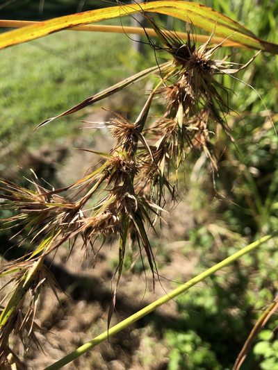 Themeda quadrivalvis, photographed by elawrey