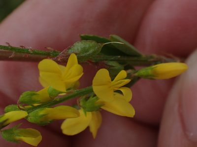 Melilotus altissimus, photographed by Robert H. Wardell