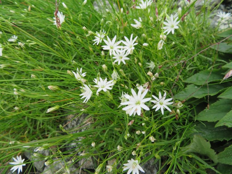 Stellaria nipponica, photographed by Marco Mussita