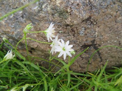 Stellaria nipponica, photographed by Marco Mussita
