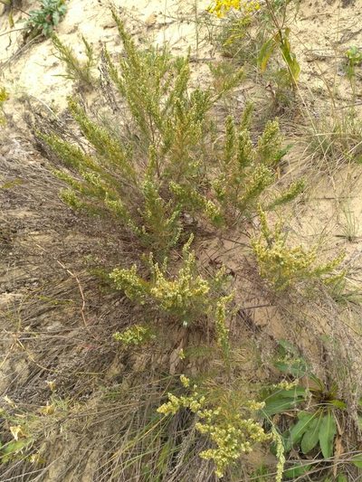 Artemisia marschalliana, photographed by Igor Balashov