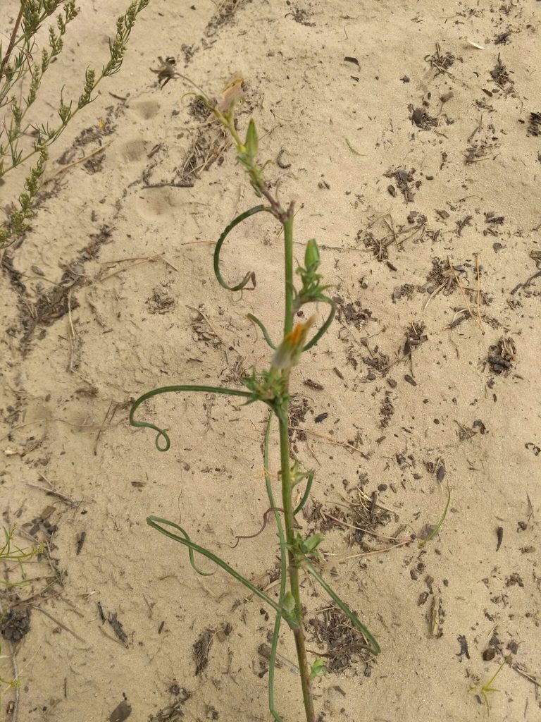 Tragopogon ucrainicus, photographed by Igor Balashov