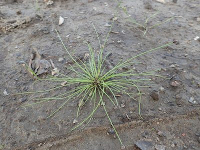 Eleocharis ovata, photographed by Allan Harris