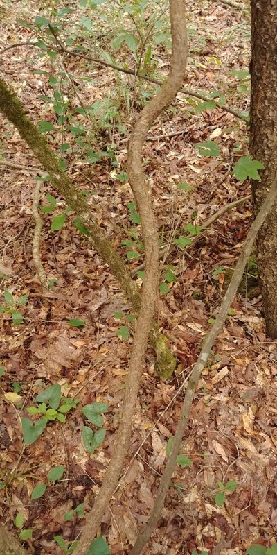 Schisandra glabra, photographed by Briggs Armstrong