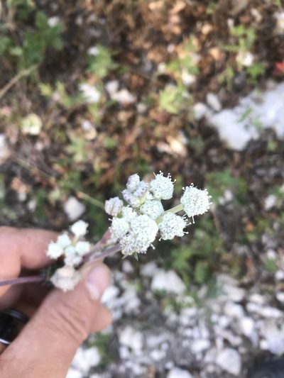 Gypsophila pallasii, photographed by Vladislav Isaev