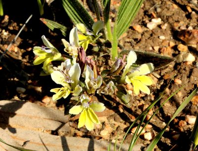 Babiana odorata, photographed by Cecile Roux