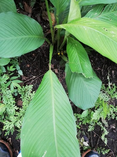 Goeppertia panamensis, photographed by Carlos Bolaños