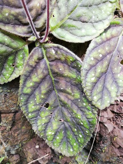 Gloxinia erinoides, photographed by Carlos Bolaños