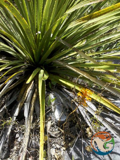 Dasylirion serratifolium, photographed by Eugenio Padilla