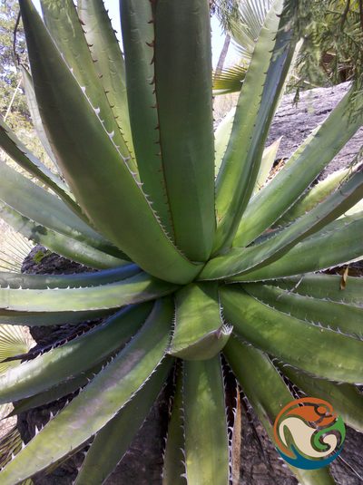Agave angustiarum, photographed by Eugenio Padilla
