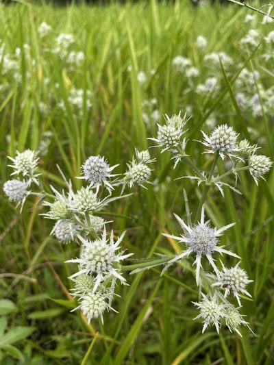 Eryngium aquaticum, photographed by Bonnie Semmling