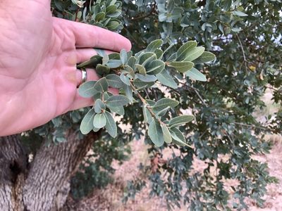 Quercus oblongifolia, photographed by CK2AZ