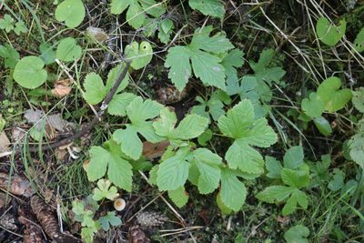 Rubus humulifolius, photographed by Nina Filippova