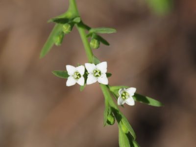 Thesium alpinum, photographed by Emanuele Santarelli