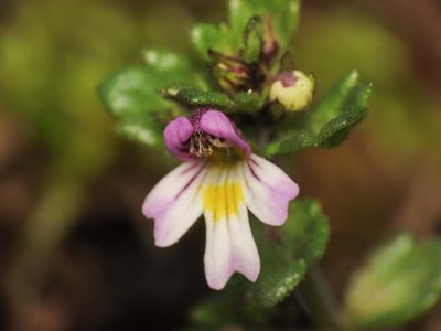 Euphrasia minima, photographed by Emanuele Santarelli