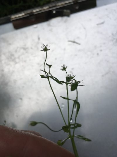 Stellaria borealis, photographed by B. Hughes